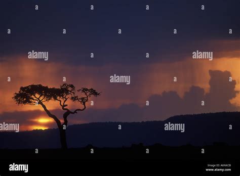 Africa Kenya Masai Mara Game Reserve Setting Sun Silhouettes Lone