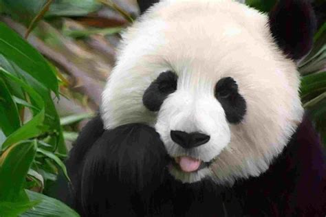 Adorable Videos Are Pandas The Cutest Bears In The World Film Daily