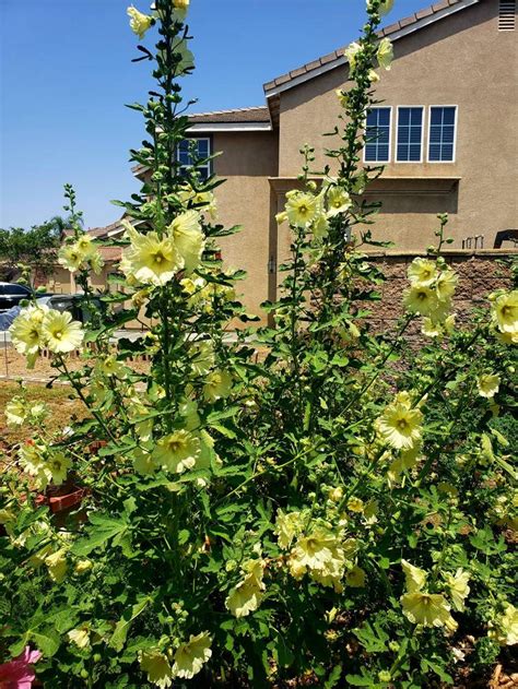 Hollyhock Flower Seeds Yellow 100 In A Pack Etsy