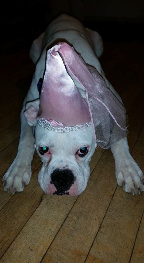 47 Cute Fun And Scary Halloween Costumes For Your Boxer Dog