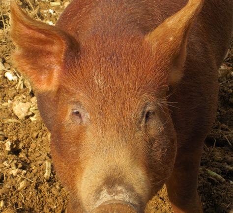 The tamworth pig is said to be descended from the wild hog resident in the midland counties of england and domesticated around 300 years ago. Charcuterie: Terrine, Pate, Boudin, Merguez & Breakfast ...