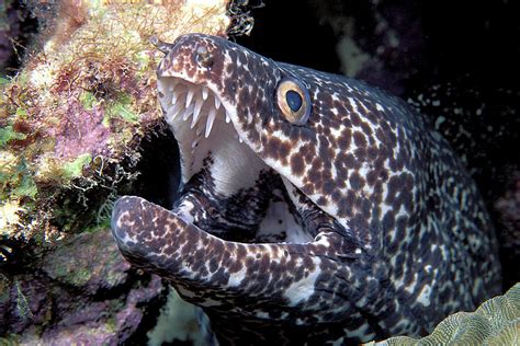 Spotted Moray Eel Photograph By Clay Colemanscience Photo Library