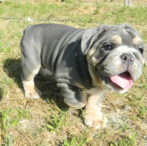 The cheapest offer starts at £250. I thought I didn't want another olde english bulldog, but ...