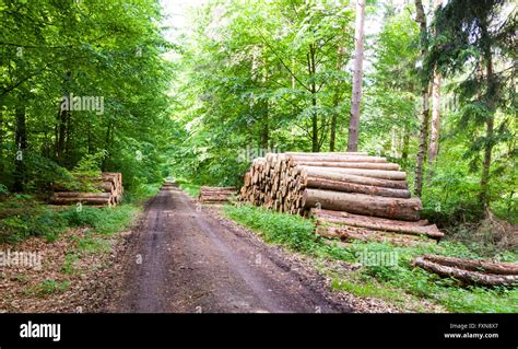 Pile Of Logs In Forest Stock Photo Alamy