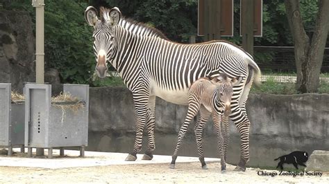 Grevys Zebra Born At Brookfield Zoo Youtube