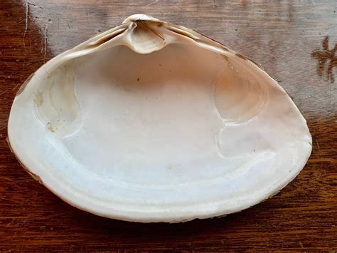 Large Clam Shell For Sale Only 2 Left At 75