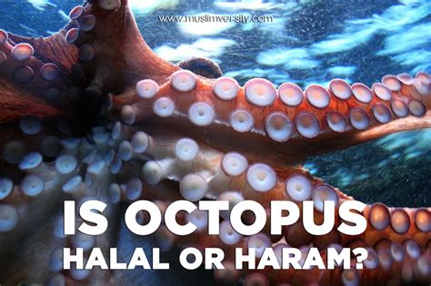 Every aquatic animal is ḥarām. Is Seafood Halal? (Crab, Lobster, Shark, Octopus, Oyster ...