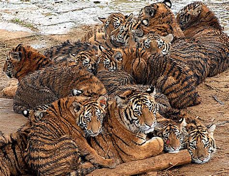Ambush mean surprise attack after waiting in a concealed position. The 1,400 big cats whose body parts are prized on the ...