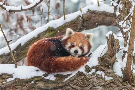 15 Remarkable Red Panda Facts 2022