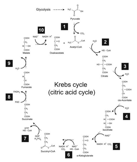 Krebs Cycle Intermediaries Oxygen And Vinegar Fatigue Test Ph