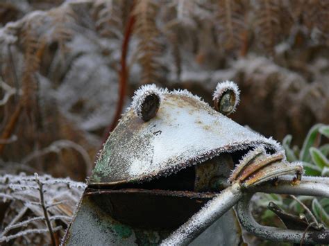 Wordlesswednesday Photography Frosty The Frog Suzanne Rogerson
