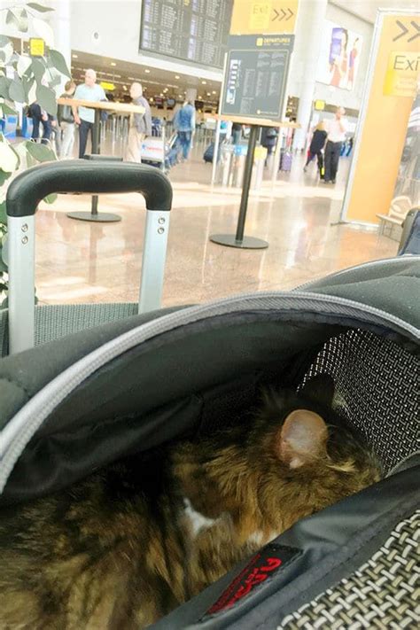 Your Ultimate Guide To Flying Internationally With A Cat Tips