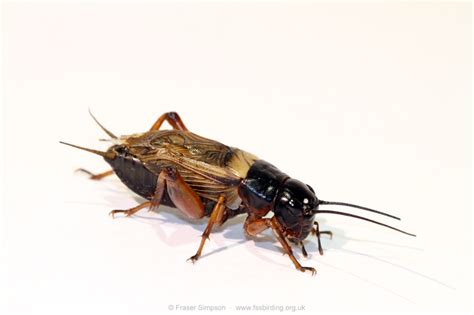 Two Spotted Field Cricket Gryllus Bimaculatus Song Sonogram
