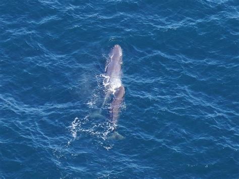 Scientists Spot Rare Sperm Whale Duo Near Cape Cod