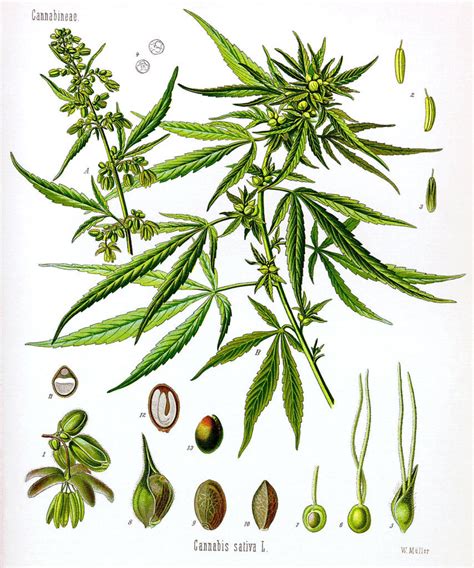 Maybe you would like to learn more about one of these? Anatomy of the Cannabis plant- Alchimiaweb