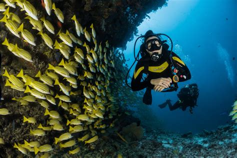 Top 5 Dive Sites In Tobago Exceptional Caribbean