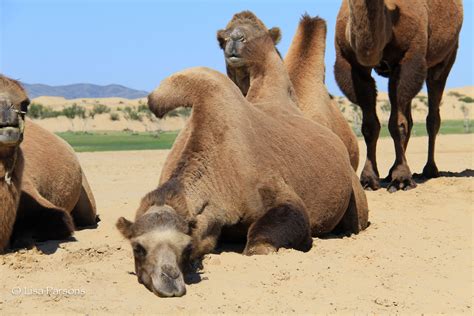 Lisa Parsons - Bactrian Camels