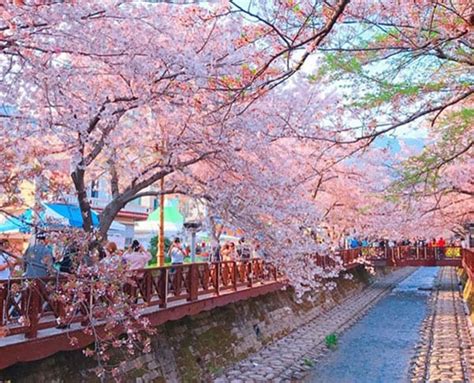 Koreas Best Cherry Blossom Festivals 2018 Trazy Travel Blog