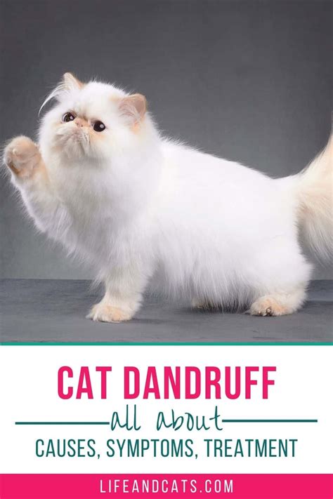 Tackling Cat Dandruff And Dry Skin Symptoms Causes And Treatment Tips
