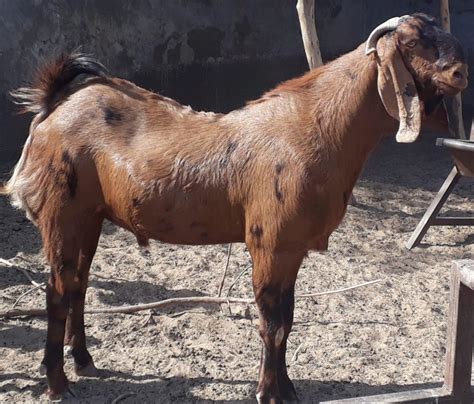 Unisex Qurbani Male Goat Weight 4060kg At Rs 15000piece In Ajmer Id 22514469097