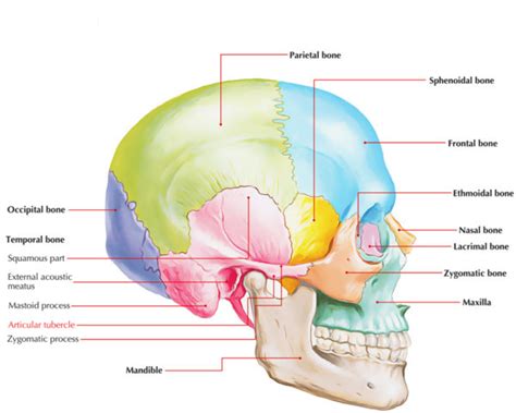 Articular Tubercle – Earth's Lab