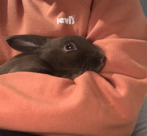 Chocolate Mini Rex Rabbit For Sale Rabbits For Sale