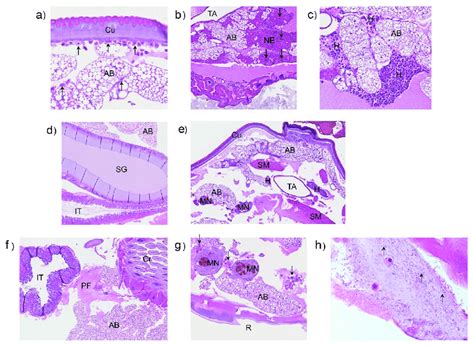 Histopathology Examination Of Galleria Mellonella Infected With Download Scientific Diagram