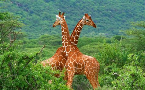 9 Different Species Of Giraffes Is Differentiated By Range