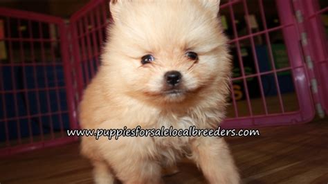 Puppies For Sale Local Breeders Happy Pomeranian Puppies For Sale