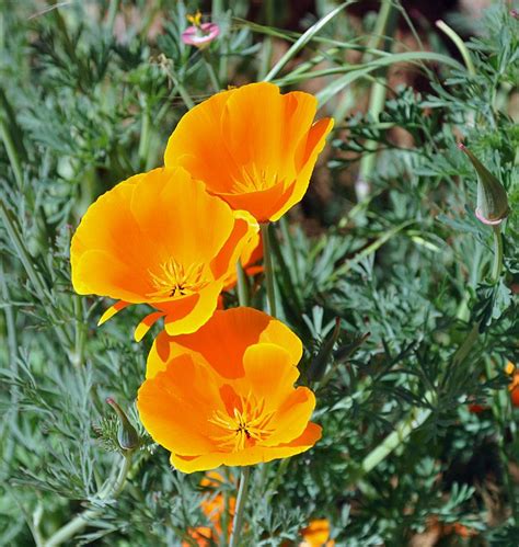 Orange California Poppies California Poppy Orange California Flowers