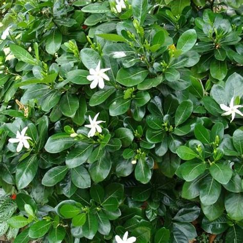 Arbour landscape solutions ltd serves the uk landscape industry with landscaping materials and equipment. B&B Property Design with New Entry Garden and Edible ...