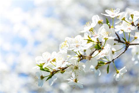 Spring Snow Flowering Apple Tree Fruitless Crabapple Tree Elegant P