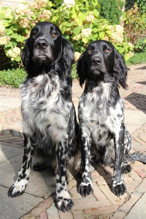 In our 30 years plus in large munsterlanders we at raycris, pride ourselves on breeding top class working gundogs with correct conformation and temperament, to win in the show ring, or make them ideal family pets for people with active lifestyles. Best 25+ Large munsterlander ideas on Pinterest | Large ...