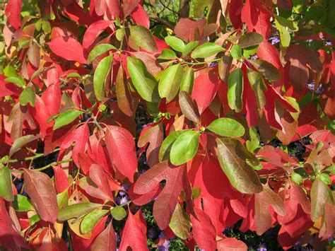 So bildet es etwa im nordamerikanischen sassafrasöl vom sassafrasbaum (sassafras albidum) bis zu 90 % der flüchtigen fraktion. Sassafrasbaum, Fenchelholzbaum, Sassafras albidum direkt ...