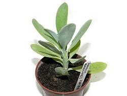 Asteraceae / compositae verode origin: Суккулентные растения, Петр Лапшин, каталог для заказа ...
