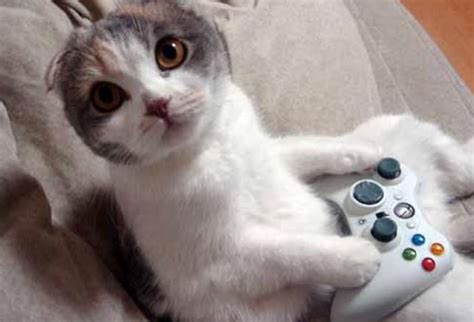 Top 10 Cats In Videogames Green Man Gaming Blog