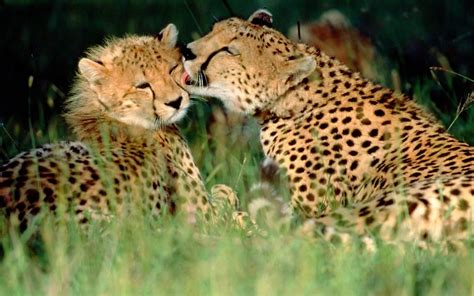 animals, Grass, Cheetahs, Affection, Kenya, Baby, Animals Wallpapers HD ...