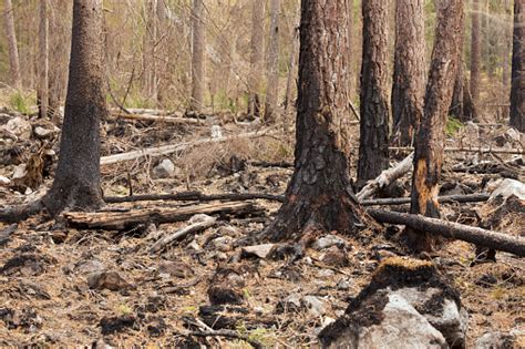 Burnt Coniferous Forest After A Big Forest Fire In Sweden Stock Photo