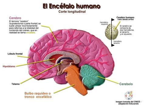 El Encefalo Sus Partes Y Funciones