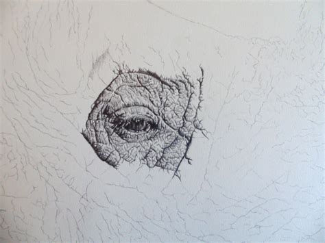 Rhino Pencil Drawing On Behance