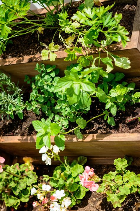 Diy Tiered Herb Garden — Decor And The Dog