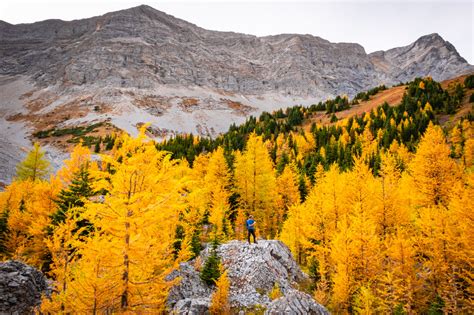 10 Best Larch Hikes To Enjoy Banff In The Fall The Banff Blog
