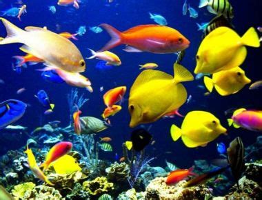 ¿Cómo respiran los peces bajo el agua? | Universo Animal