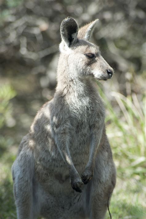 Standing Australian Grey Kangaroo 9750 Stockarch Free Stock Photo Archive