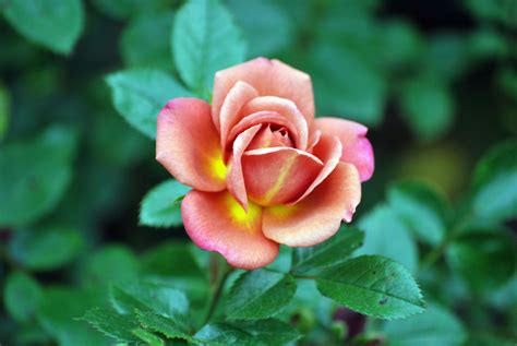 Hot cocoa roses were first bred in 2002 in the united states by tom carruth. the rose is called hot cocoa | Rose, Hot cocoa, Cocoa