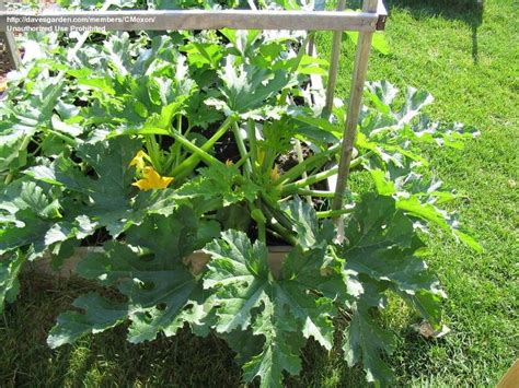 How to grow cocozelle zucchini. PlantFiles Pictures: Zucchini, Courgette, Summer Squash ...