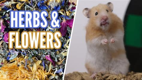 Hamsters With Flowers