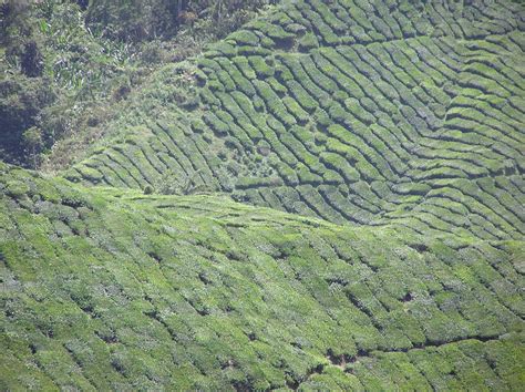 Hal ehwal dalam negeri 15. Pengajian Am & Geografi STPM: Kegiatan Ekonomi Tanah Tinggi
