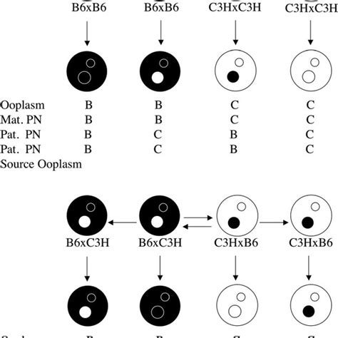 Effects Of Mitochondrial Origin And Maternal F 1 Hybrid Genotype On