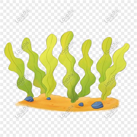Rumput laut macrocystis pyrifera, laut, daun, rumput, batang tanaman png. Gambar Kartun Lucu Keren: Gambar Kartun Rumput Hijau